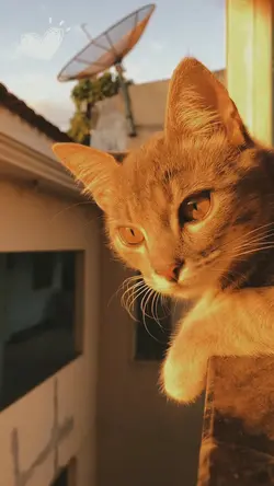 cutiee cat