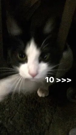 Do you want a pillow