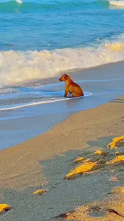 mentahan anjing