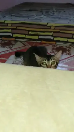kyut ng pusa ko
