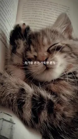 mẫu nhạc cute