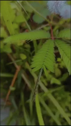 nature slow