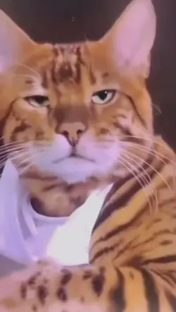 Kucing bikin salting