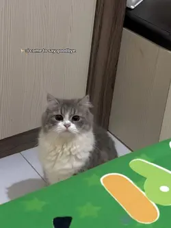 🐈