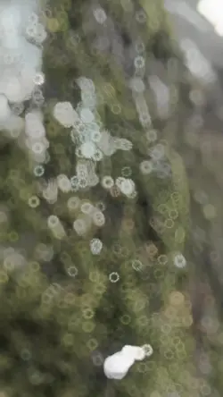 Moss/Lumot
