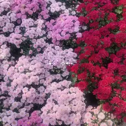 flowers w. me🌸