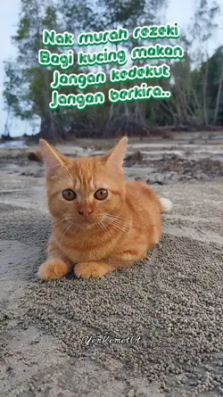 SAYANGI HAIWAN
