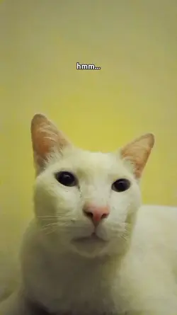 isi kepala majikan