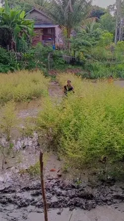 mentahan traktor