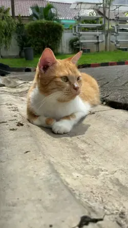 cinematic kucing 