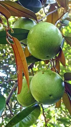 Star Apple Fruits