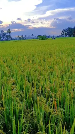 pap sore disawah
