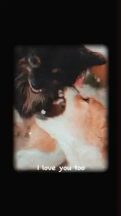 dogs go to heaven