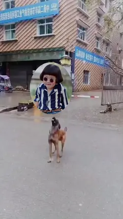 Anjing Main Bola