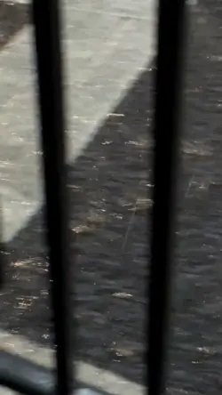 Slow Video Cap Trung