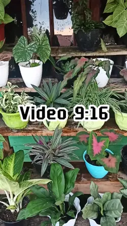 masukkan 4 video aja