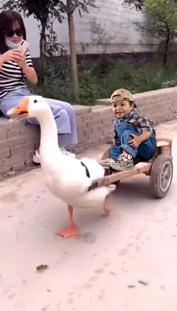 dibonceng bebek 😁