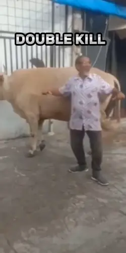 diseruduk kambing 