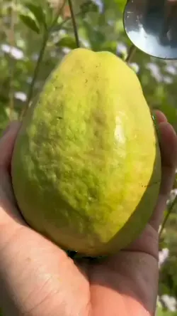 trái ổi xanh trên