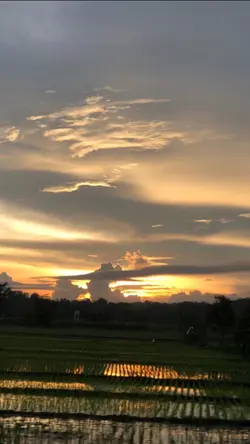 pemandangan sawah