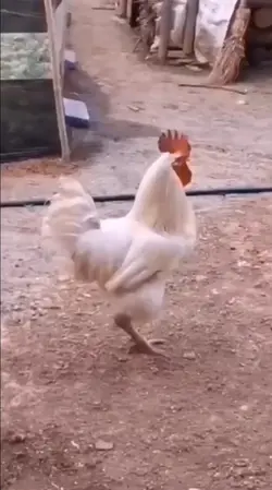 Utot sa Manok