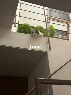 june dump