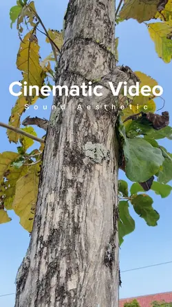 Cinematic Aesthetic