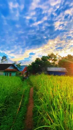 sawah aesthetic