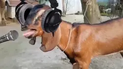 KALAU KALIAN