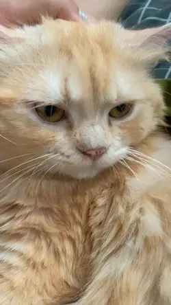 Kucing Reog