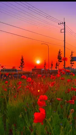 Japan Sunset
