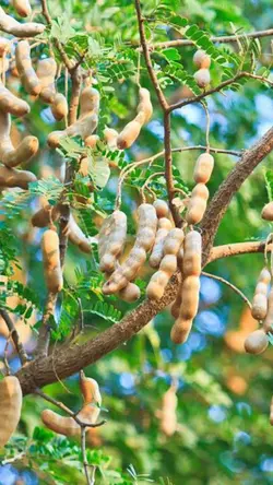 Tamarind Fruit