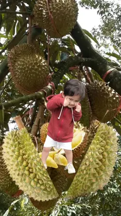 Durian Gemoy