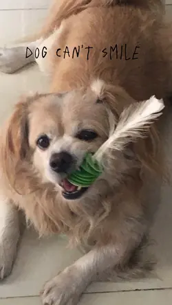 dog can't smile