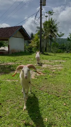 Domba Garut Pride
