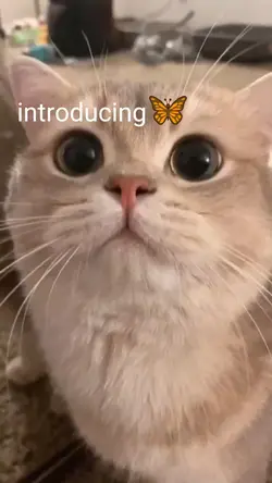 introducing my cat