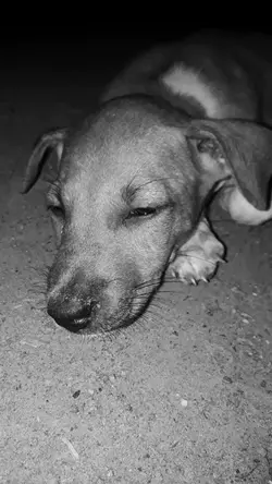 goodbye dog 