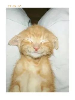 cutiee cat<33