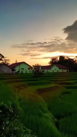 vibes desa halaman