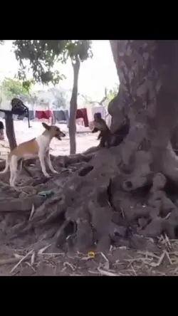 Dog vs monkey 