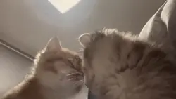pake buat vid kucing