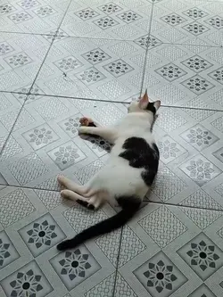 kucing ngreog 