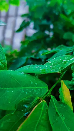 CINEMATIC DAUN