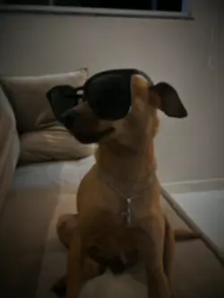 dog ver nmn