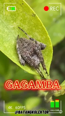 GAGAMBA 