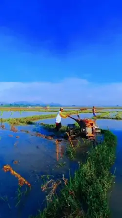 sawah estetik