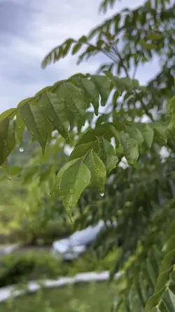 Vlog senja