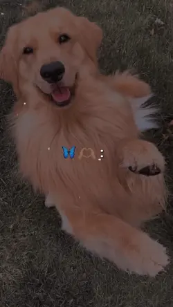 My pet 