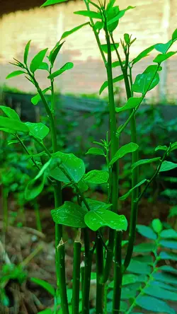 daun katu
