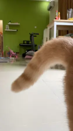 kucing singa